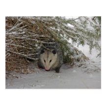 Hiding Possum Post Card