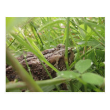 Hiding Postcard