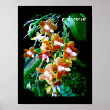 high quality  phalaenopsis venosa print