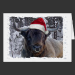 Highland Cattle Christmas Card cards