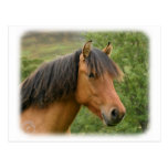 Highland Pony 9Y073D-135 Post Card