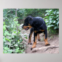 Hiking Puppy Rottweiler Dog Print