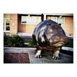 Hippo Cards