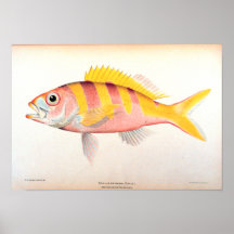 Historic Fisheries Print