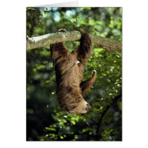 Hoffmann's two-toed sloth greeting cards