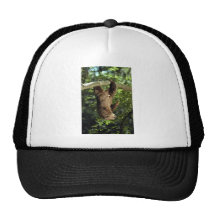 Hoffmann's two-toed sloth hat