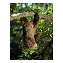 Hoffmann's two-toed sloth post card