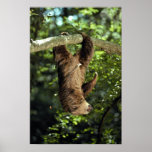 Hoffmann's two-toed sloth posters