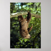 Hoffmann's two-toed sloth posters