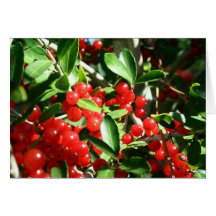 Holly Berries Cards