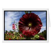 Hollyhock Cards