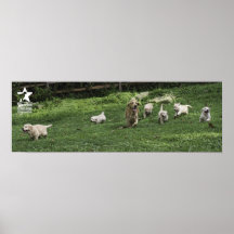 Holly's Half Dozen Romp Poster