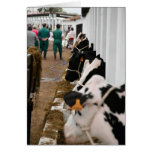 Holstein cattle show greeting cards