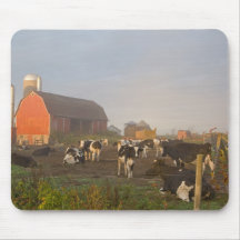 Holstein dairy cows outside a barn at sunrise mouse pads