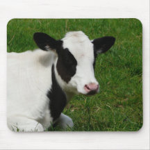 Holstein Dairy Milk Cow on Grass Mousemats