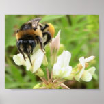 Honey Bee on Clover Poster
