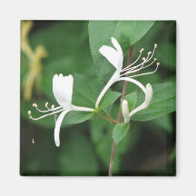 Honeysuckle Fridge Magnets