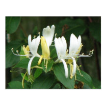 Honeysuckle Postcards
