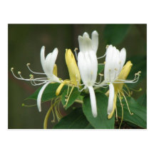 Honeysuckle Postcards
