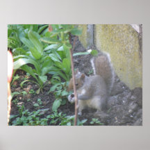 Horatio the Squirrel Print