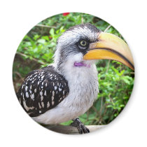 Hornbill bird close up looking at camera magnets