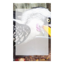 hornbill in food dish close up stationery