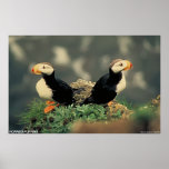 Horned Puffins Poster