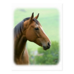 Horse 9A81D-05 Postcard
