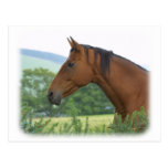 Horse 9A81D-13 Postcards