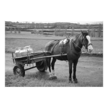 Horse and Cart Photo