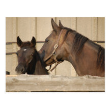 Horse and Pony Postcard