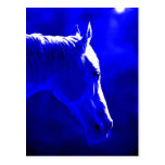Horse At Night - Horse In Moonlight Postcard