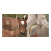 Horse Collage Card Photo Greeting Card