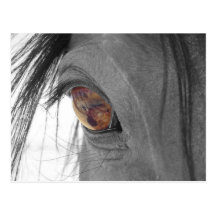Horse Eye II Post Cards