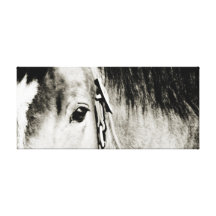 Horse Eye Photograph Gallery Wrap Canvas