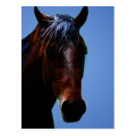 Horse for Lucy Postcard