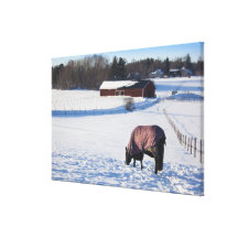 Horse grazing on a snow-covered field on Ekero Canvas Prints