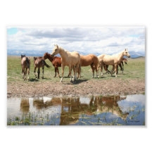 Horse Herd Reflection Under Big Sky Art Photo
