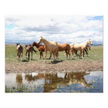 Horse Herd Reflection Under Big Sky Photo Art