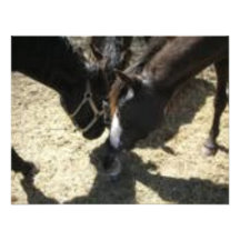 Horse Huddle Personalized Invites