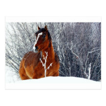 Horse in Snow Post Cards