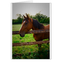 Horse in the field/ Un cheval dans le pré Cartes De Vœux