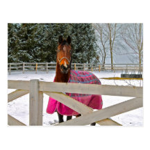 Horse in the Snow Series 3 Postcards