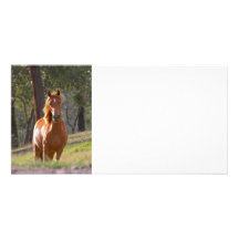 Horse In The Woods Personalised Photo Card
