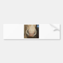 Horse Kiss Bumper Sticker