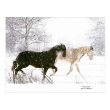Horse lovers must have items postcard