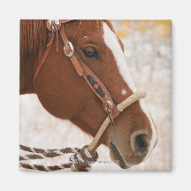 Horse Magnets