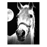 Horse & Moon Postcard