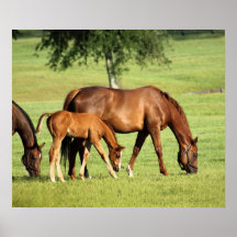 Horse Pastoral Art Print