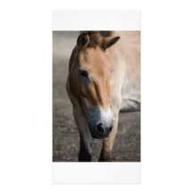 Horse Photo Card